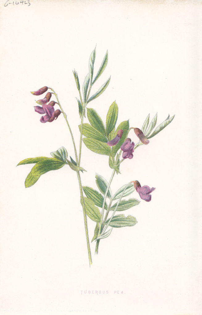 FLOWERS. Tuberous Pea c1895 old antique vintage print picture